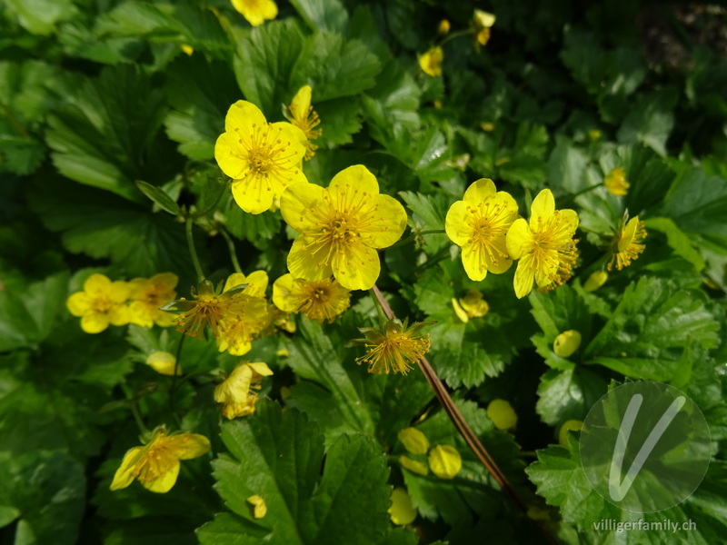 Dreiblättrige Waldsteinie: Blüten