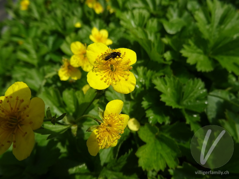 Dreiblättrige Waldsteinie: Blüten