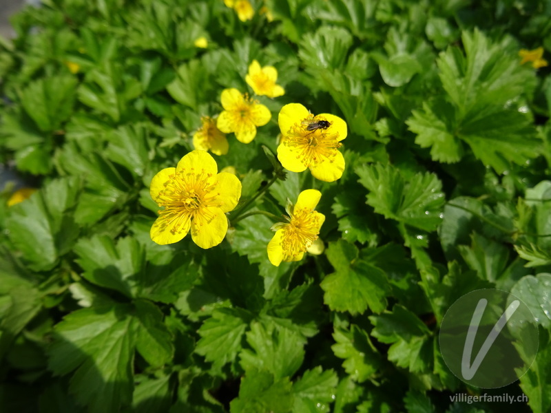 Dreiblättrige Waldsteinie: Blüten