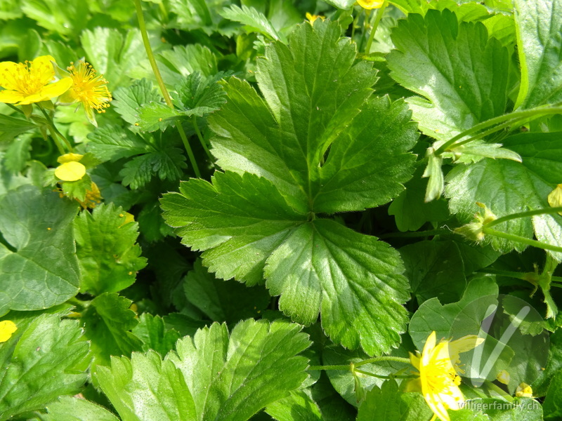 Dreiblättrige Waldsteinie: Blätter