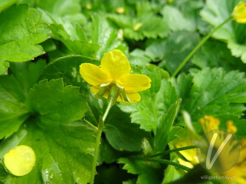 Dreiblättrige Waldsteinie: Blüten