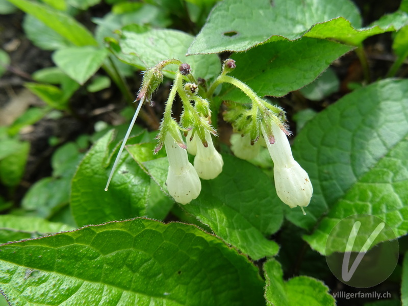 Knotige Wallwurz: Blüten