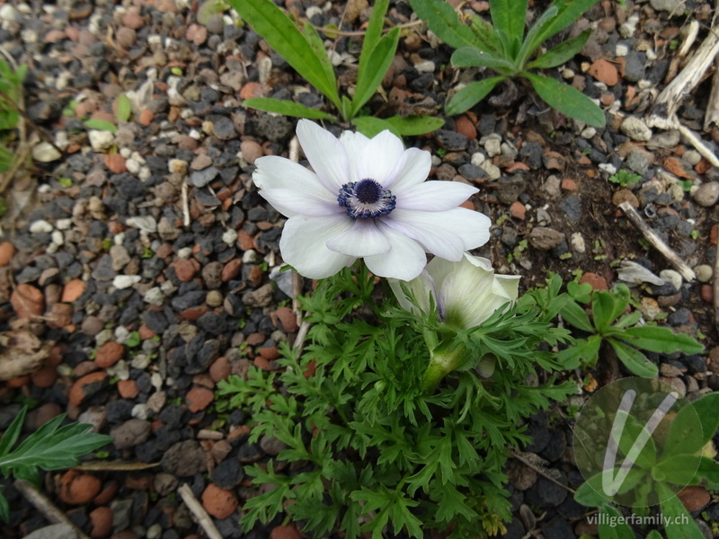 Kronen-Anemone: Blüten, Gesamtbild