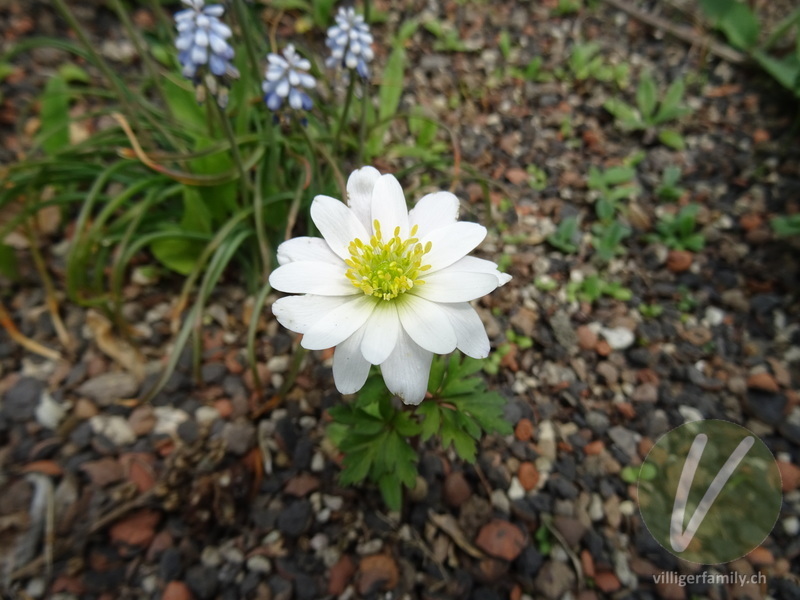 Kronen-Anemone: Blüten