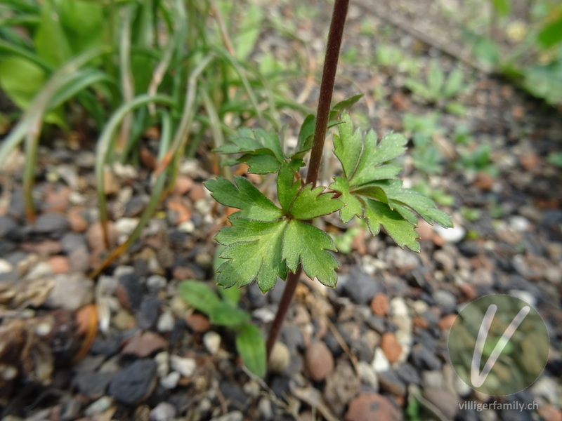 Kronen-Anemone: Blätter, Stengel