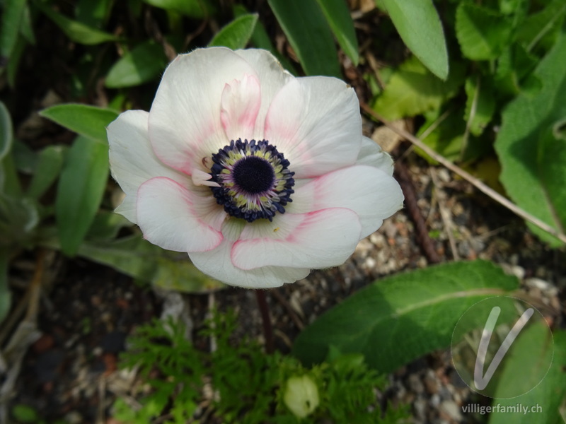 Kronen-Anemone: Blüten