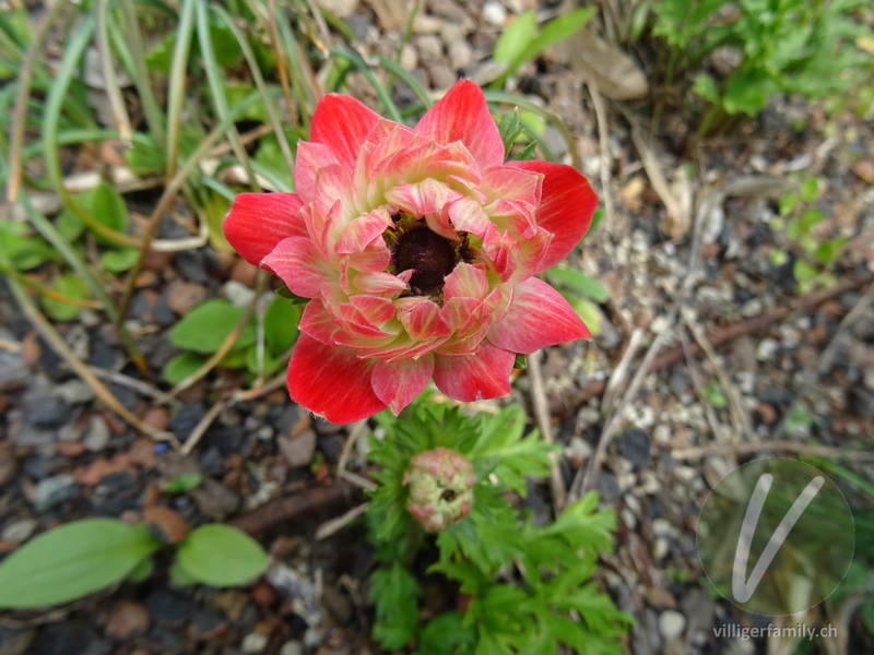 Kronen-Anemone: Blüten