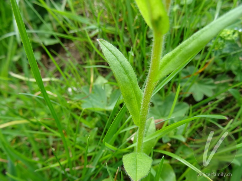 Wald-Vergissmeinnicht: Blätter, Stengel