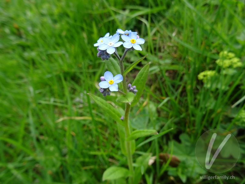 Wald-Vergissmeinnicht: Blüten, Gesamtbild