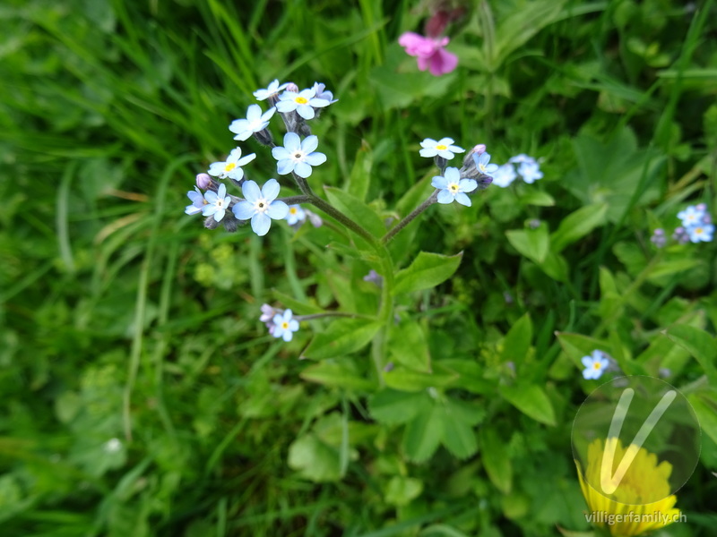 Wald-Vergissmeinnicht: Blüten, Gesamtbild