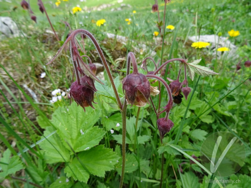 Bach-Nelkenwurz: Blüten, Gesamtbild