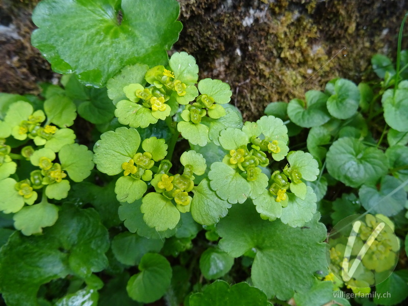 Wechselblättriges Milzkraut: Blüten, Blätter