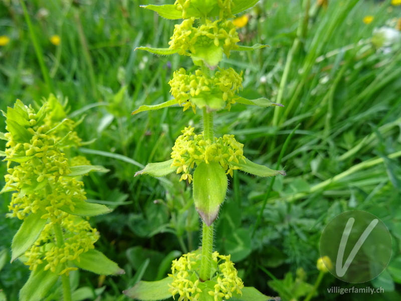 Behaartes Kreuzlabkraut: Blüten, Blätter