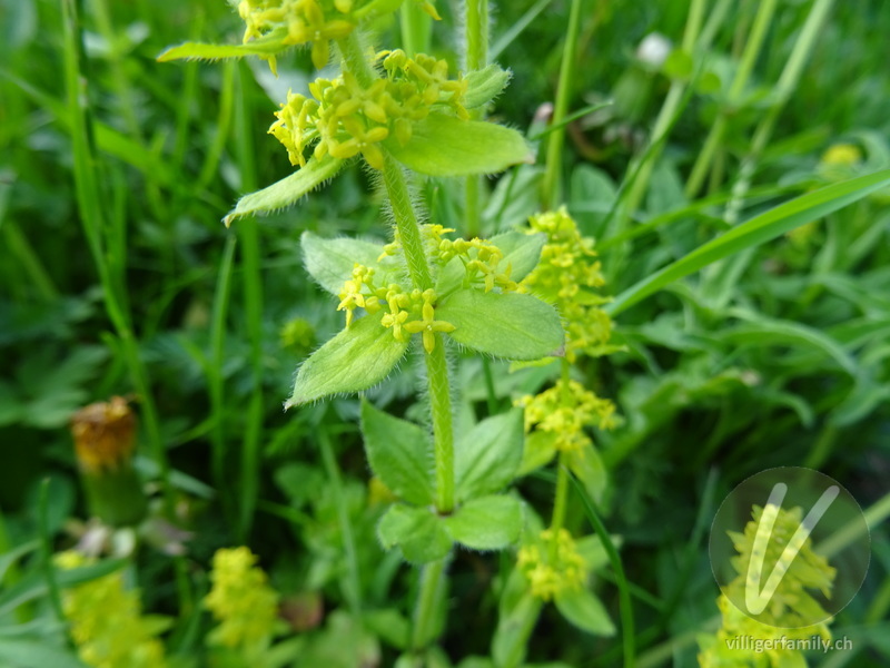 Behaartes Kreuzlabkraut: Blüten, Blätter, Stengel