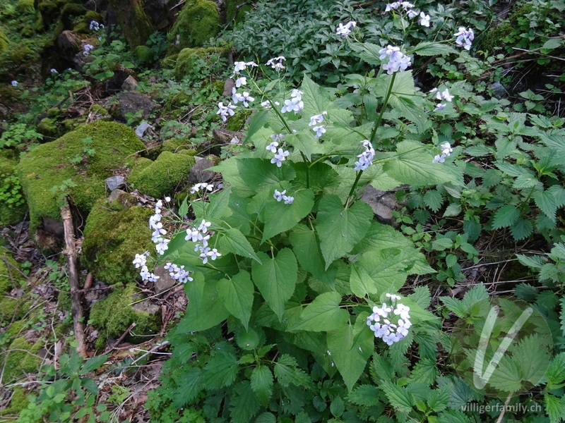 Wilde Mondviole: Gesamtbild