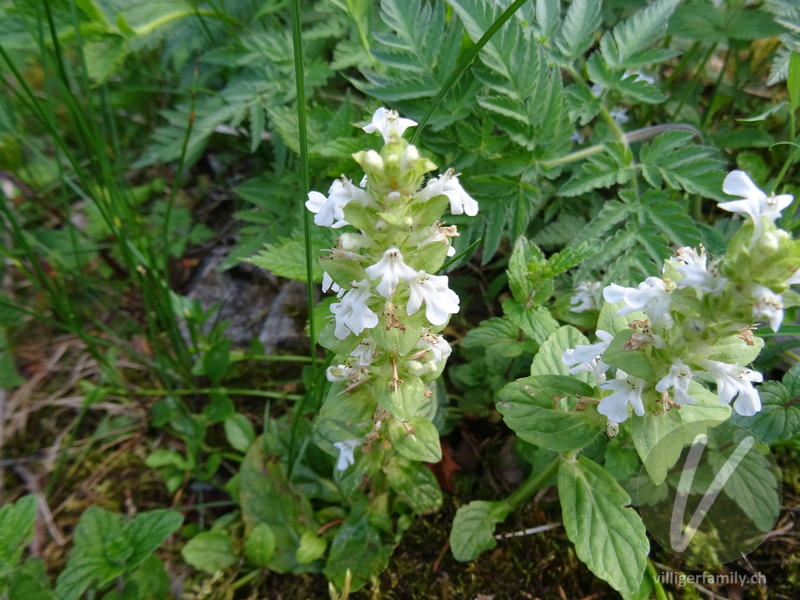 Kriechender Günsel: Blüten, Gesamtbild