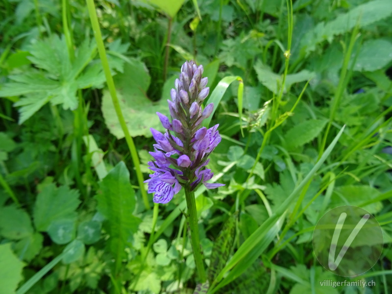 Fuchs' Geflecktes Knabenkraut: Blüten