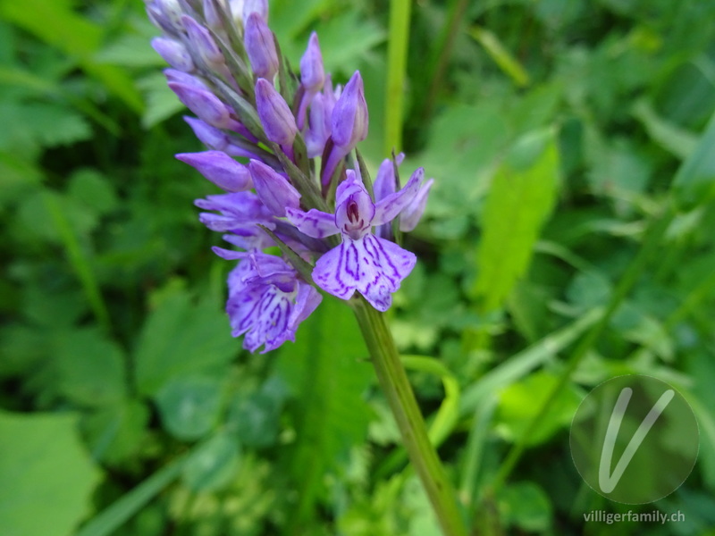 Fuchs' Geflecktes Knabenkraut: Blüten