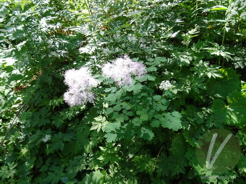 Akeleiblättrige Wiesenraute: Blüten, Gesamtbild