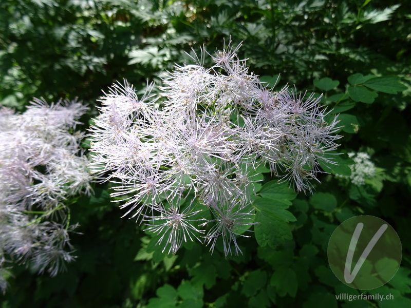 Akeleiblättrige Wiesenraute: Blüten