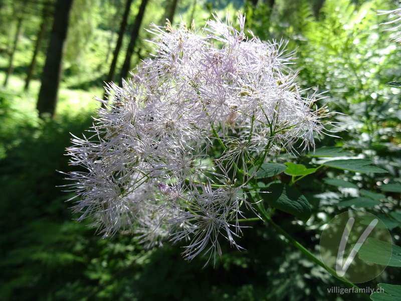 Akeleiblättrige Wiesenraute: Blüten