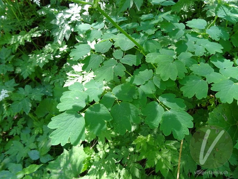 Akeleiblättrige Wiesenraute: Blätter