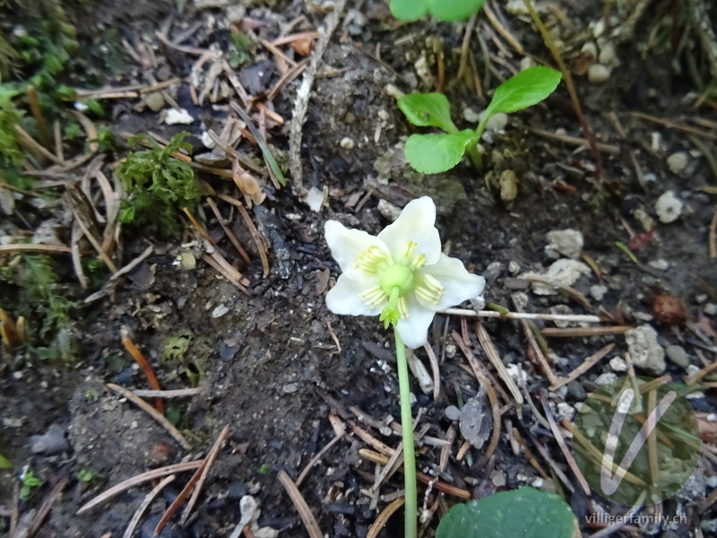 Moosauge: Blüten