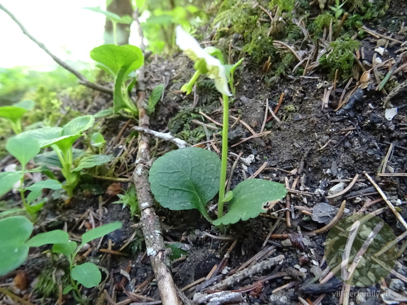 Moosauge: Gesamtbild, Blätter