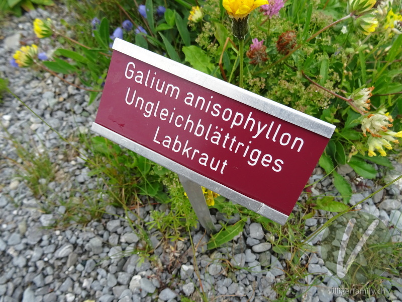 Alpen-Labkraut: Namensschild