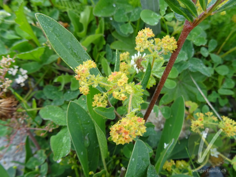 Gelbgrüner Frauenmantel: Blüten, Stengel