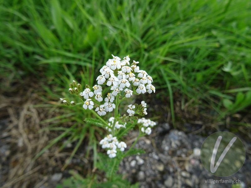 Gewöhnliche Wiesen-Schafgarbe: Blüten