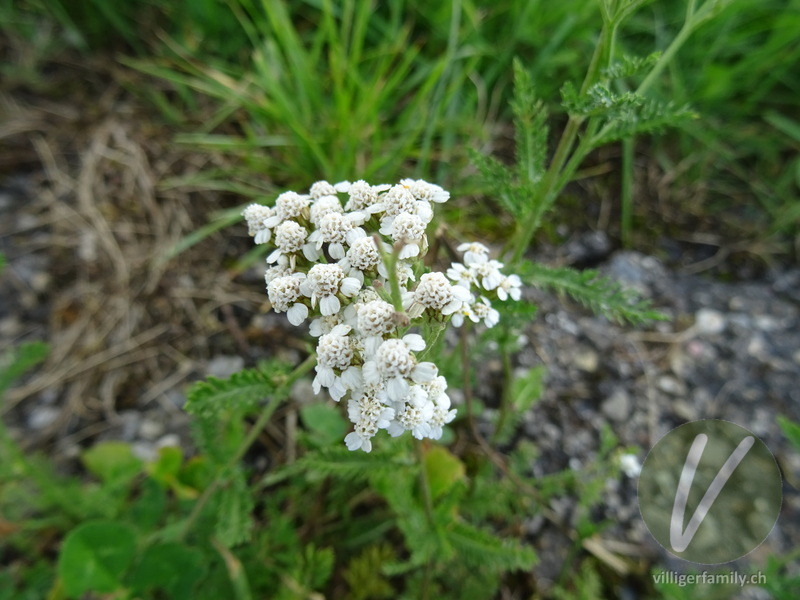 Gewöhnliche Wiesen-Schafgarbe: Blüten