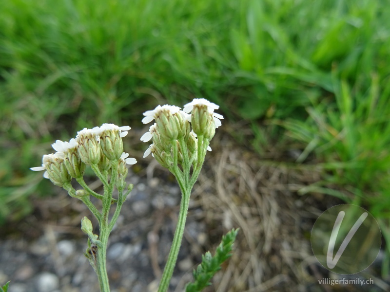 Gewöhnliche Wiesen-Schafgarbe: Blüten