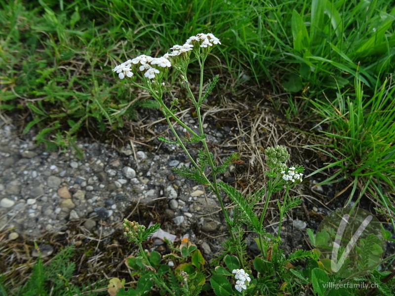 Gewöhnliche Wiesen-Schafgarbe: Gesamtbild