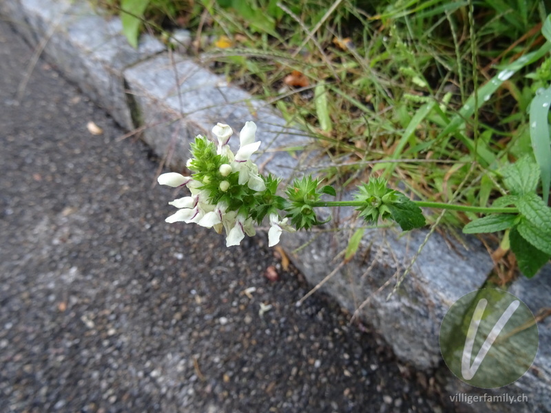 Gewöhnlicher Aufrechter Ziest: Blüten