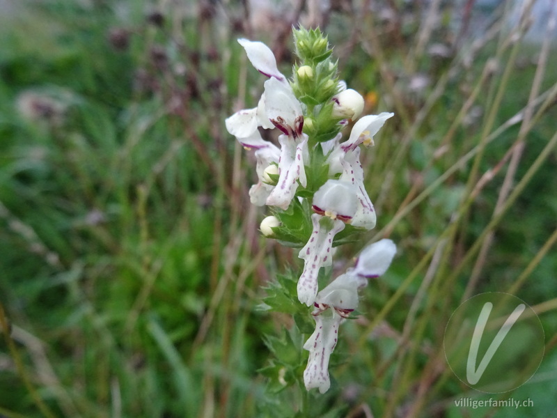 Gewöhnlicher Aufrechter Ziest: Blüten