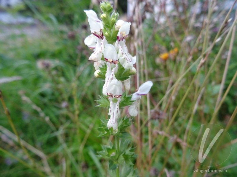 Gewöhnlicher Aufrechter Ziest: Blüten