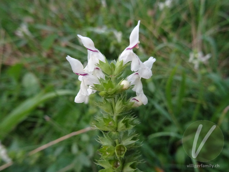 Gewöhnlicher Aufrechter Ziest: Blüten, Früchte