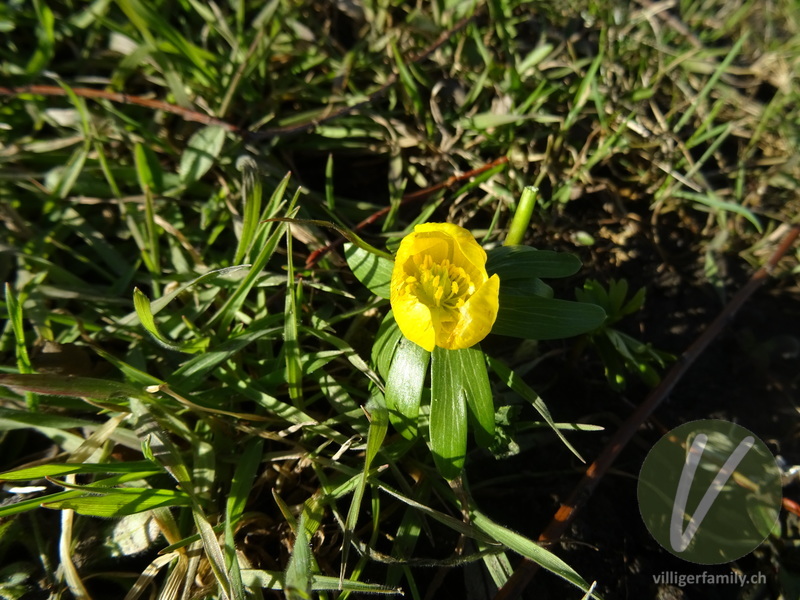 Winterling: Blüten