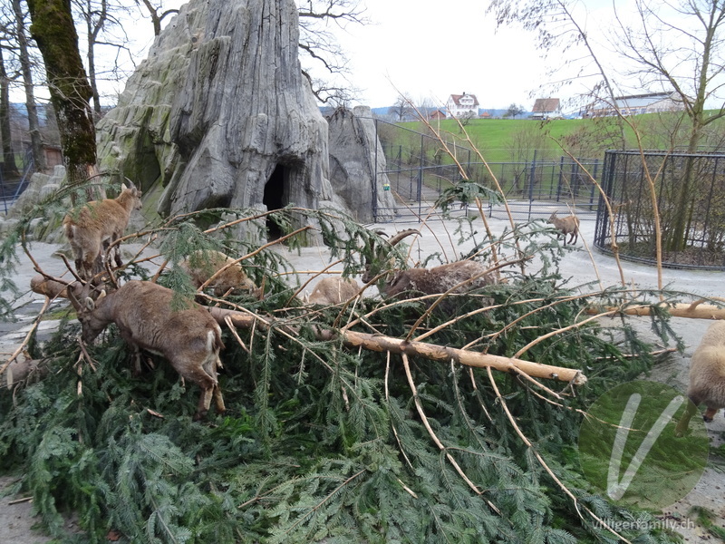 Alpen-Steinbock: 