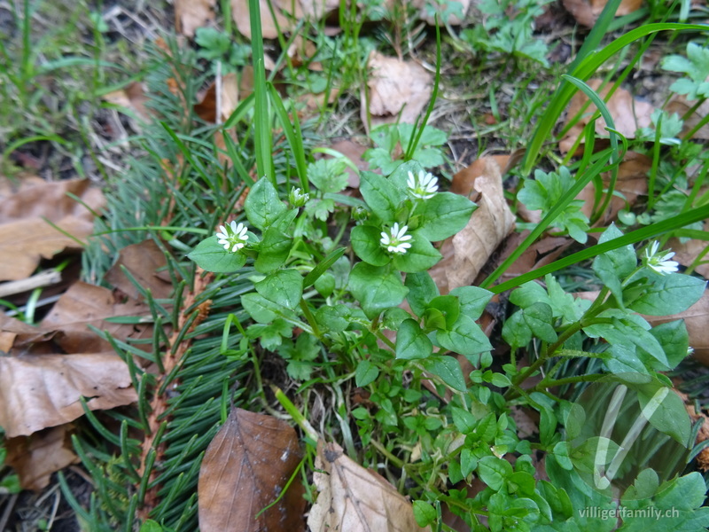 Gewöhnliche Vogelmiere: Gesamtbild, Blüten