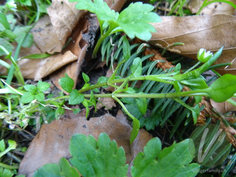 Gewöhnliche Vogelmiere: Stengel