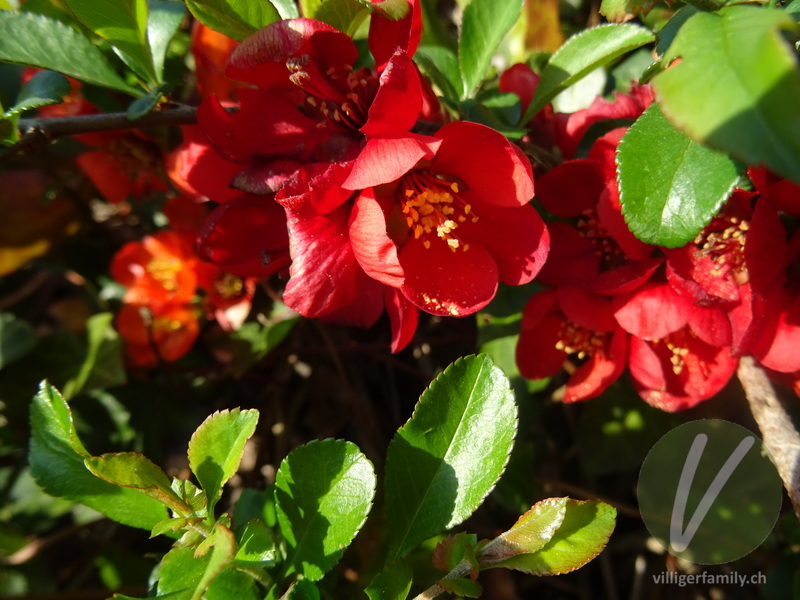 Japanische Zierquitte: Blüten