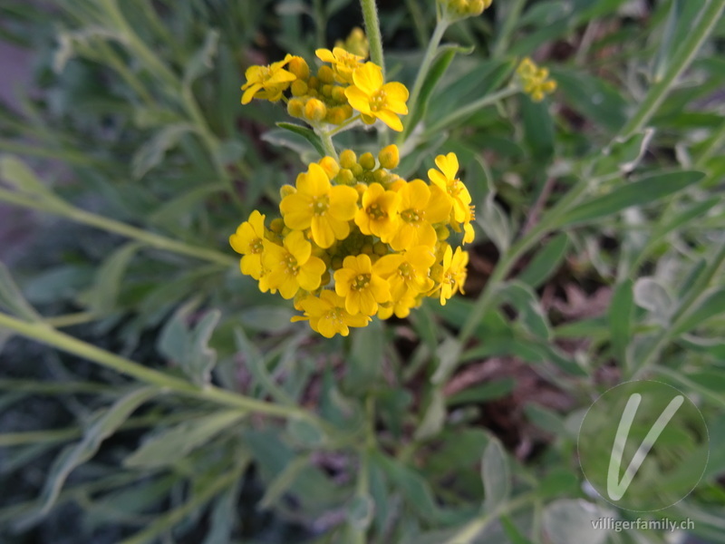 Felsen-Steinkraut: Blüten