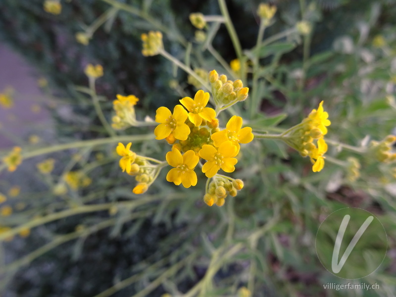 Felsen-Steinkraut: Blüten