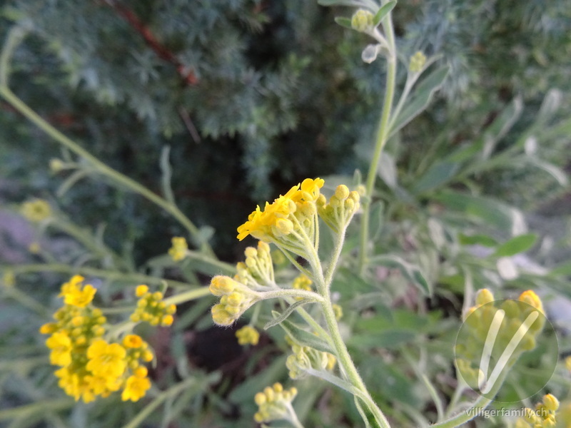 Felsen-Steinkraut: Blüten