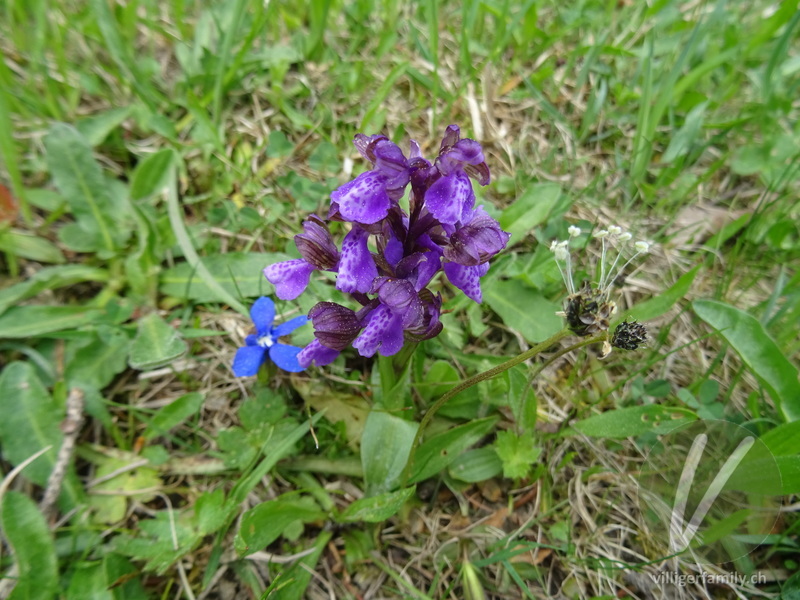 Kleines Knabenkraut: Blüten, Gesamtbild