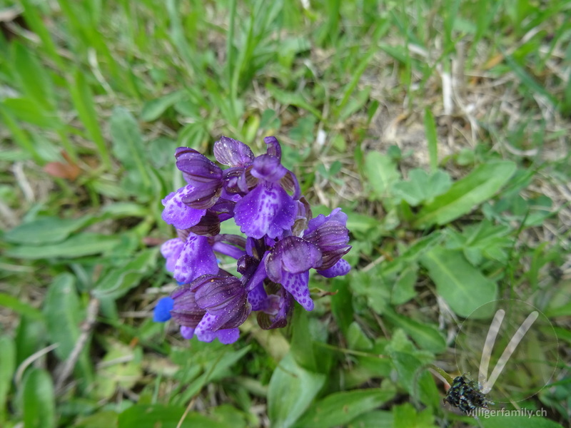 Kleines Knabenkraut: Blüten