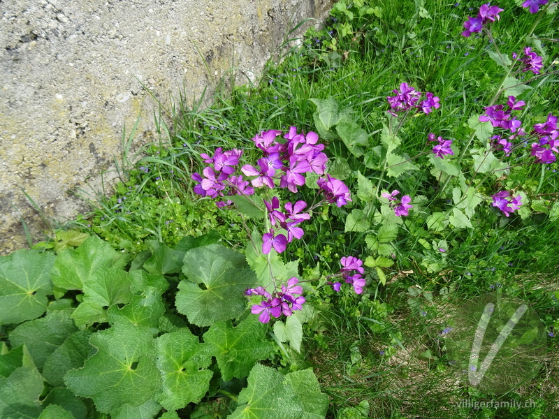 Garten-Mondviole: Gesamtbild, Blüten