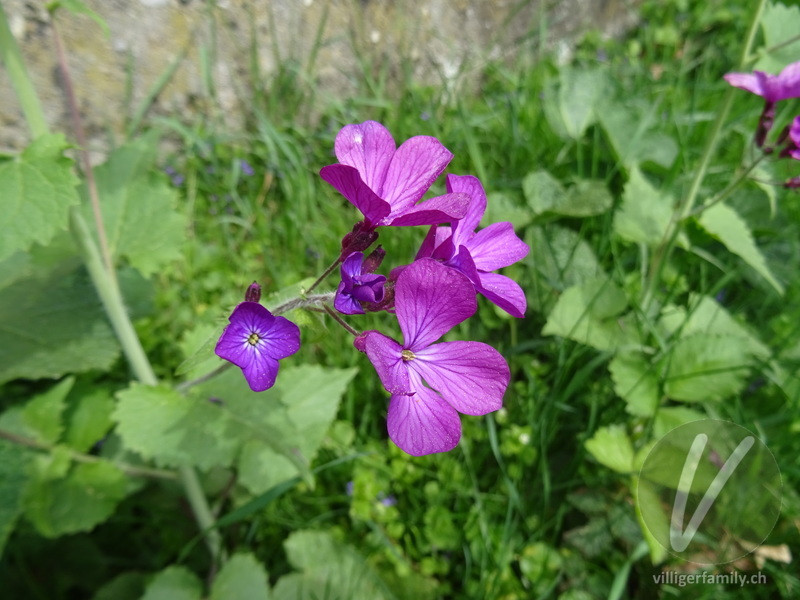 Garten-Mondviole: Blüten